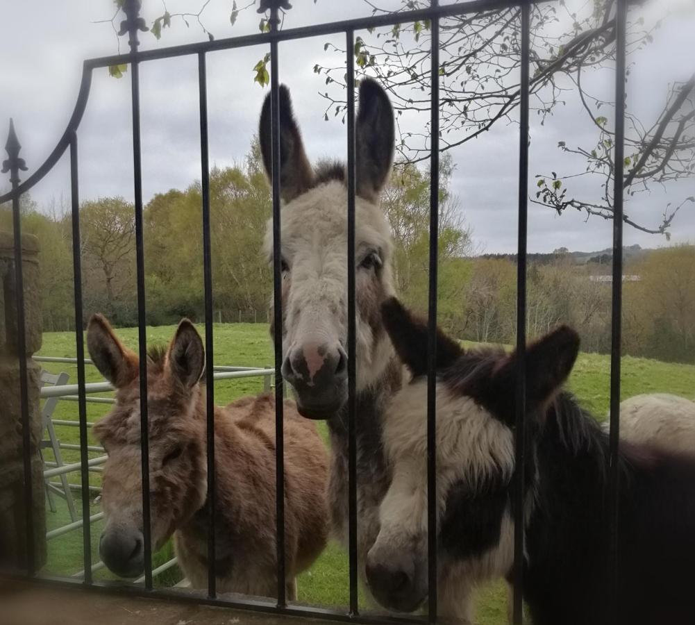 Hotel Durham Donkey Rescue Shepherd'S Hut Extérieur photo
