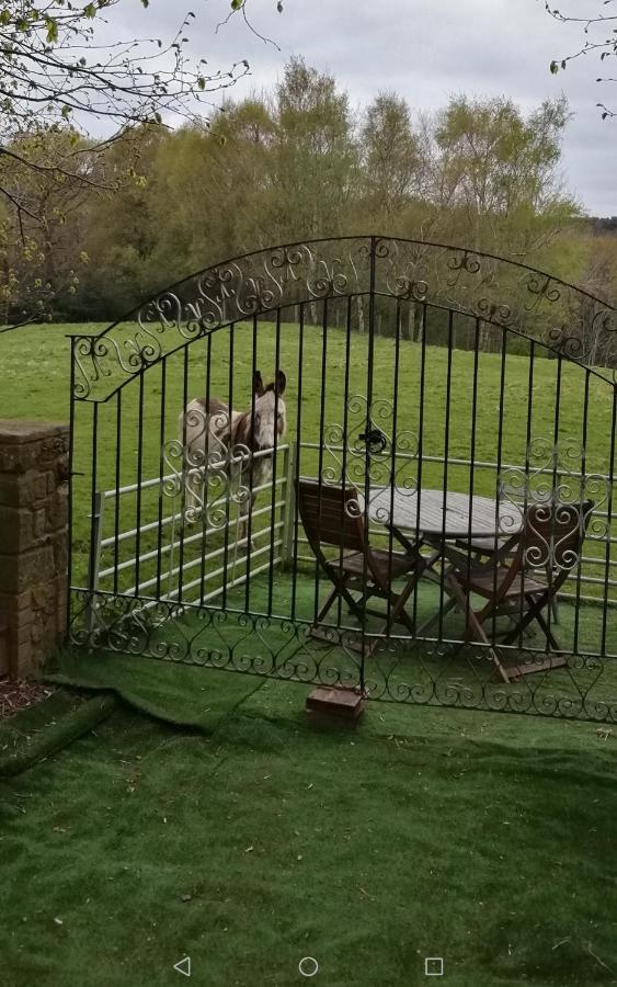 Hotel Durham Donkey Rescue Shepherd'S Hut Extérieur photo