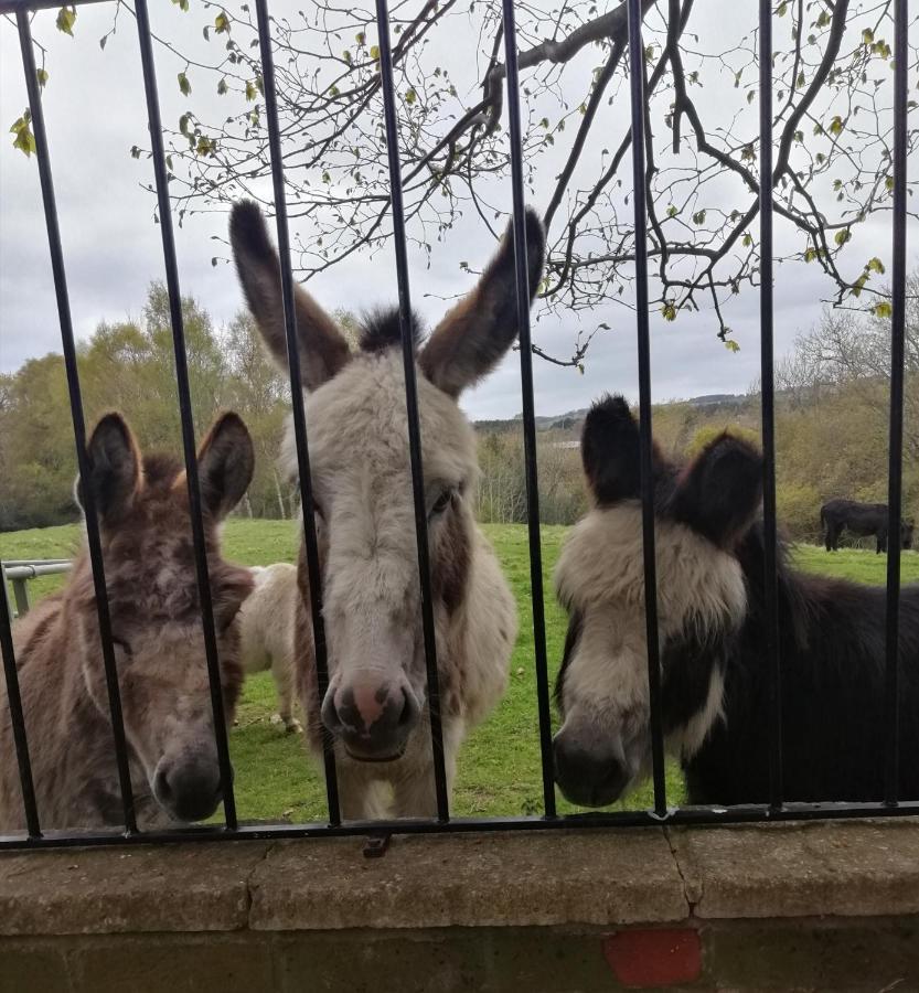Hotel Durham Donkey Rescue Shepherd'S Hut Extérieur photo
